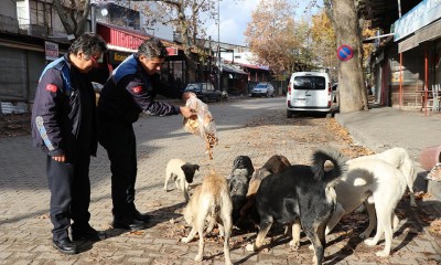 Pozantı Zabıtası Akçatekir Yaylasında Sokak Hayvanlarını Besliyor