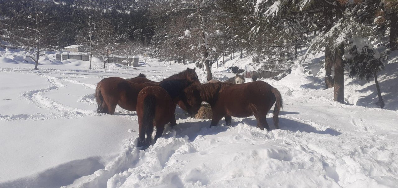 Başıboş Yılkı Atlarına Belediyemiz Tarafından Besleme Yapıldı